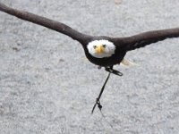 Weisskopfseeadler 130